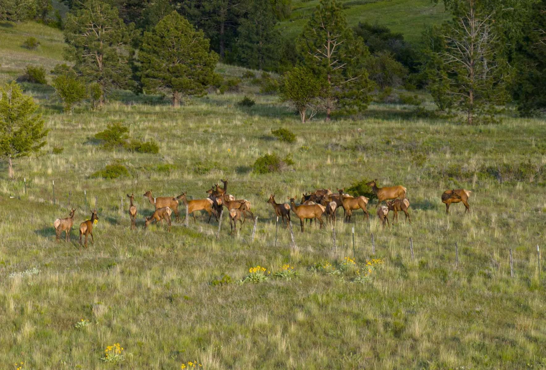 Lolo Ranch, view 2
