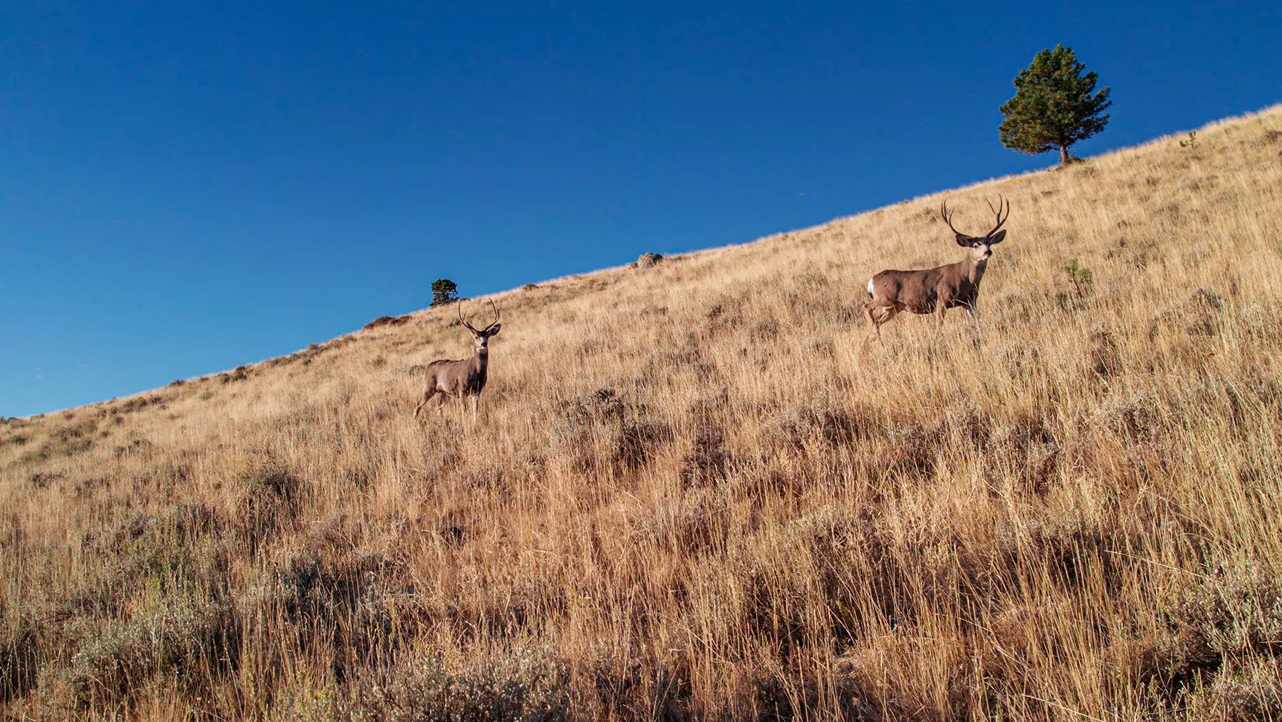 Little North Fork of Crazy Woman Ranch, view 3