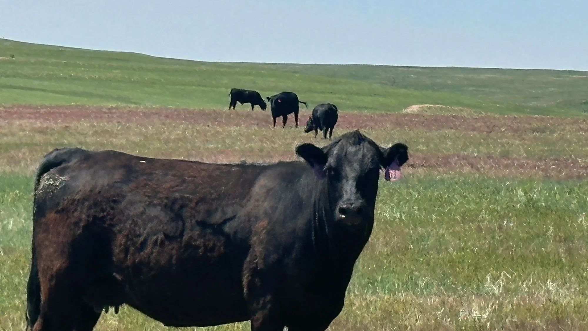Winter Calving Ranch, primary view