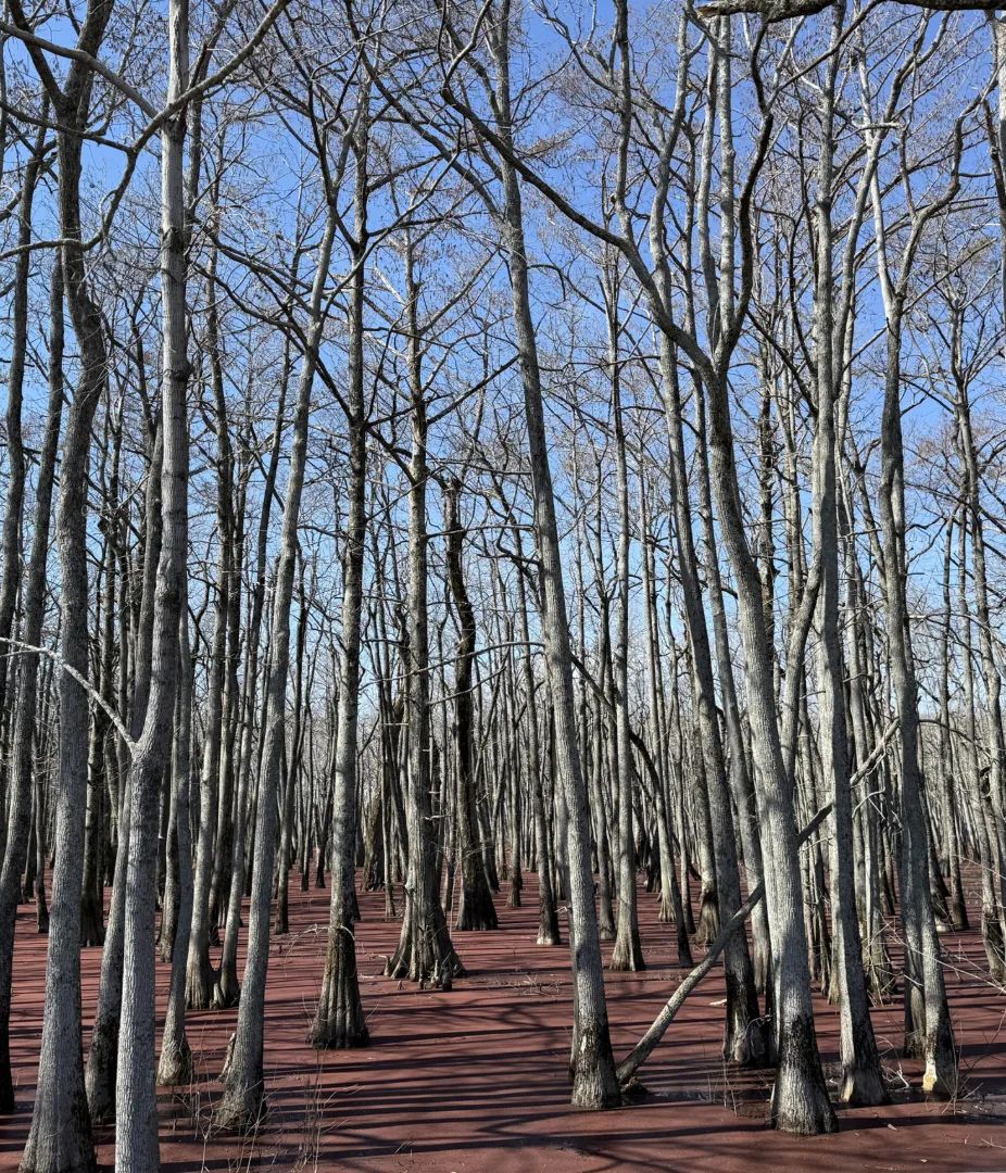 Bellchase Road, Minter City, Mississippi 38944