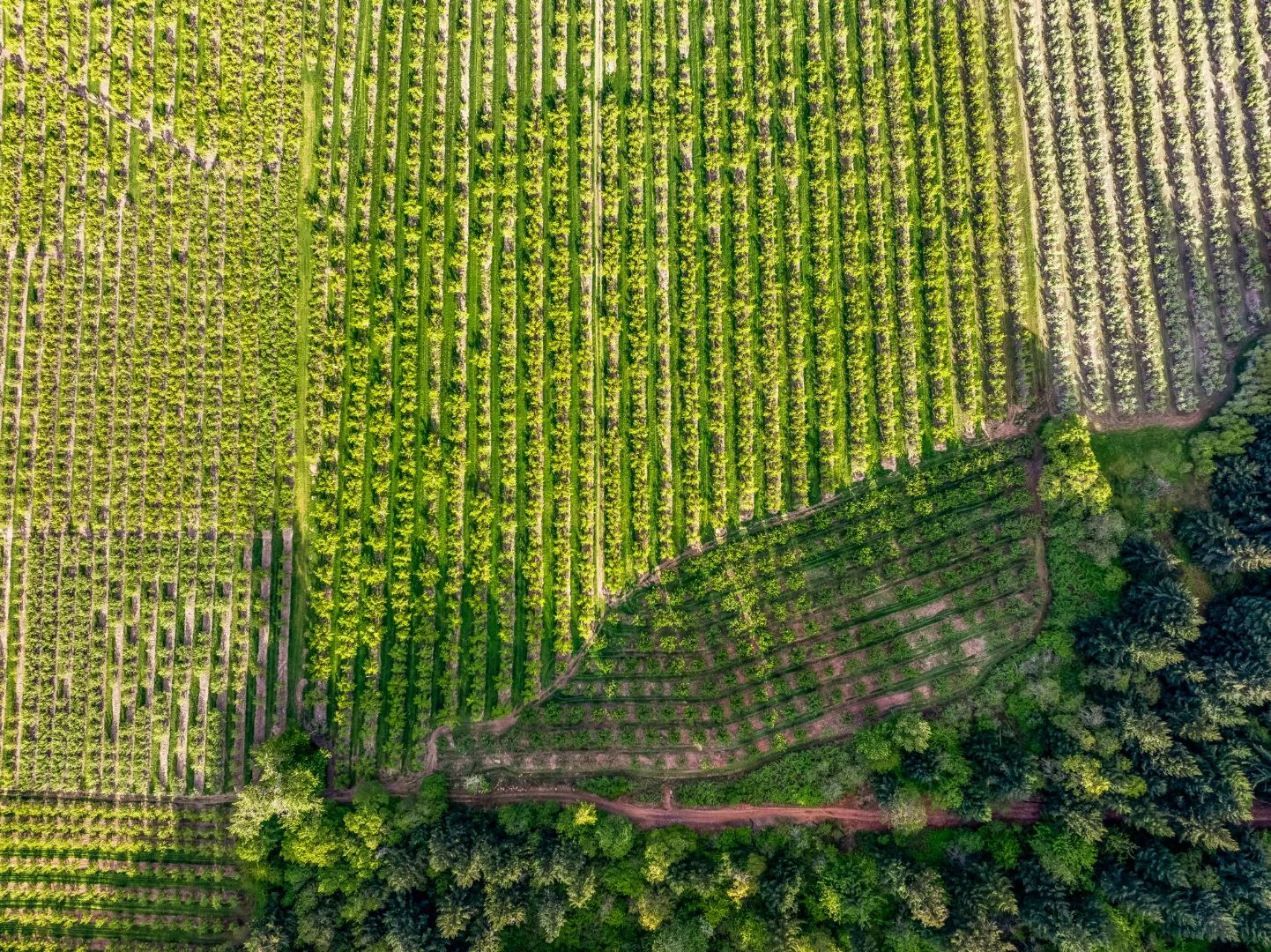 Scenic Hood River Valley Orchard, view 3