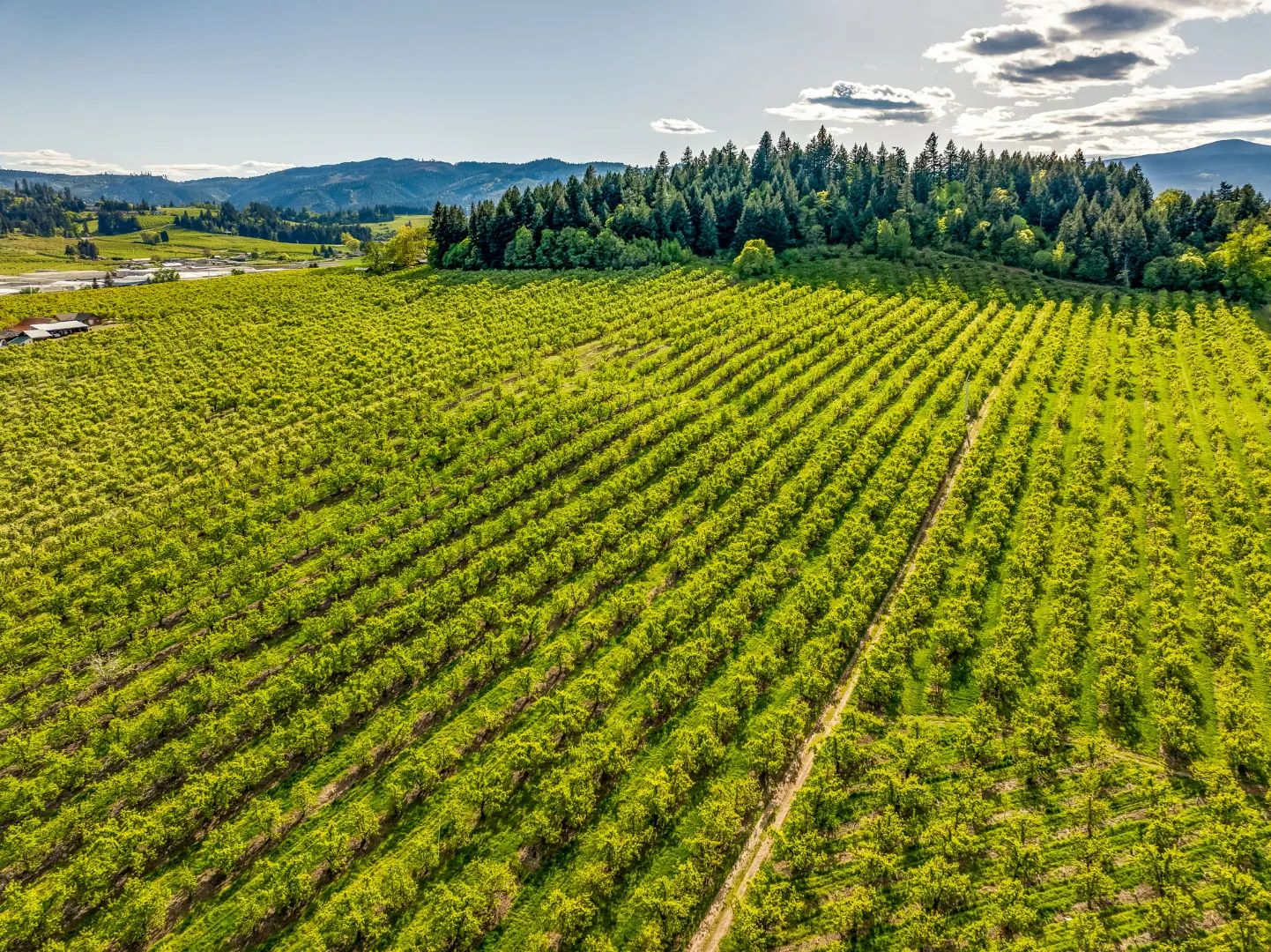 Scenic Hood River Valley Orchard, view 2